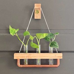 Erdbeeren Hanging Plant Propagation Station